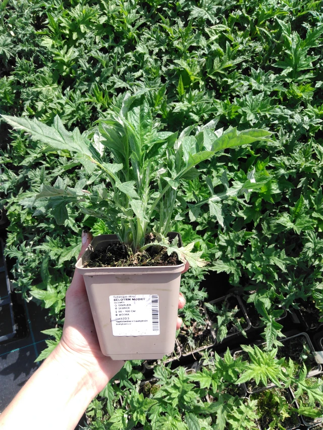 Echinops ritro - 2024