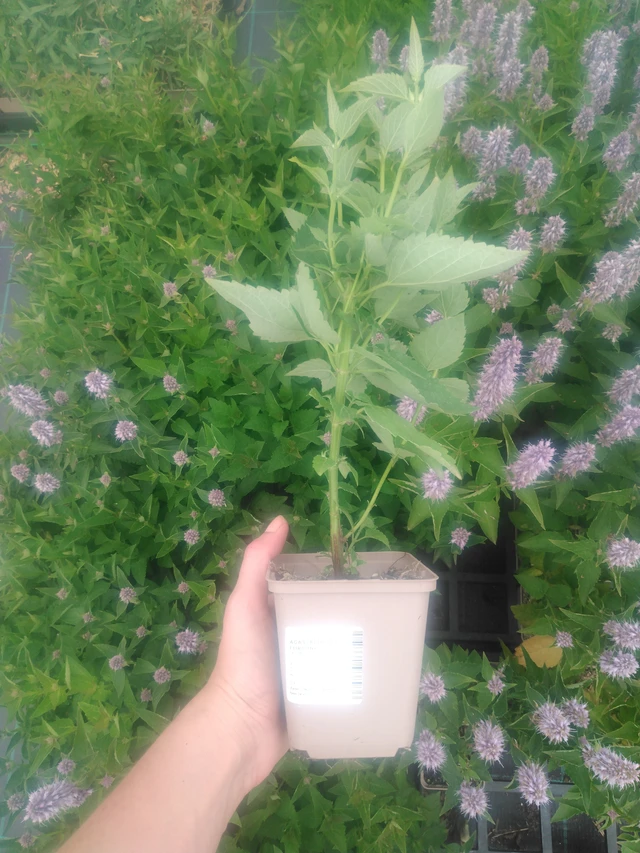 Jätti-iiso Blue Fortune - 2024