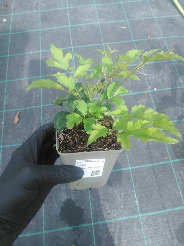 Clematis Praecox - 10. 9. 2025