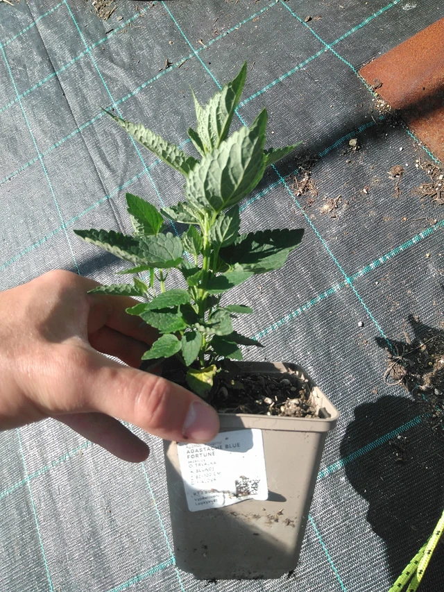 Jätti-iiso Blue Fortune - 24. 6. 2025