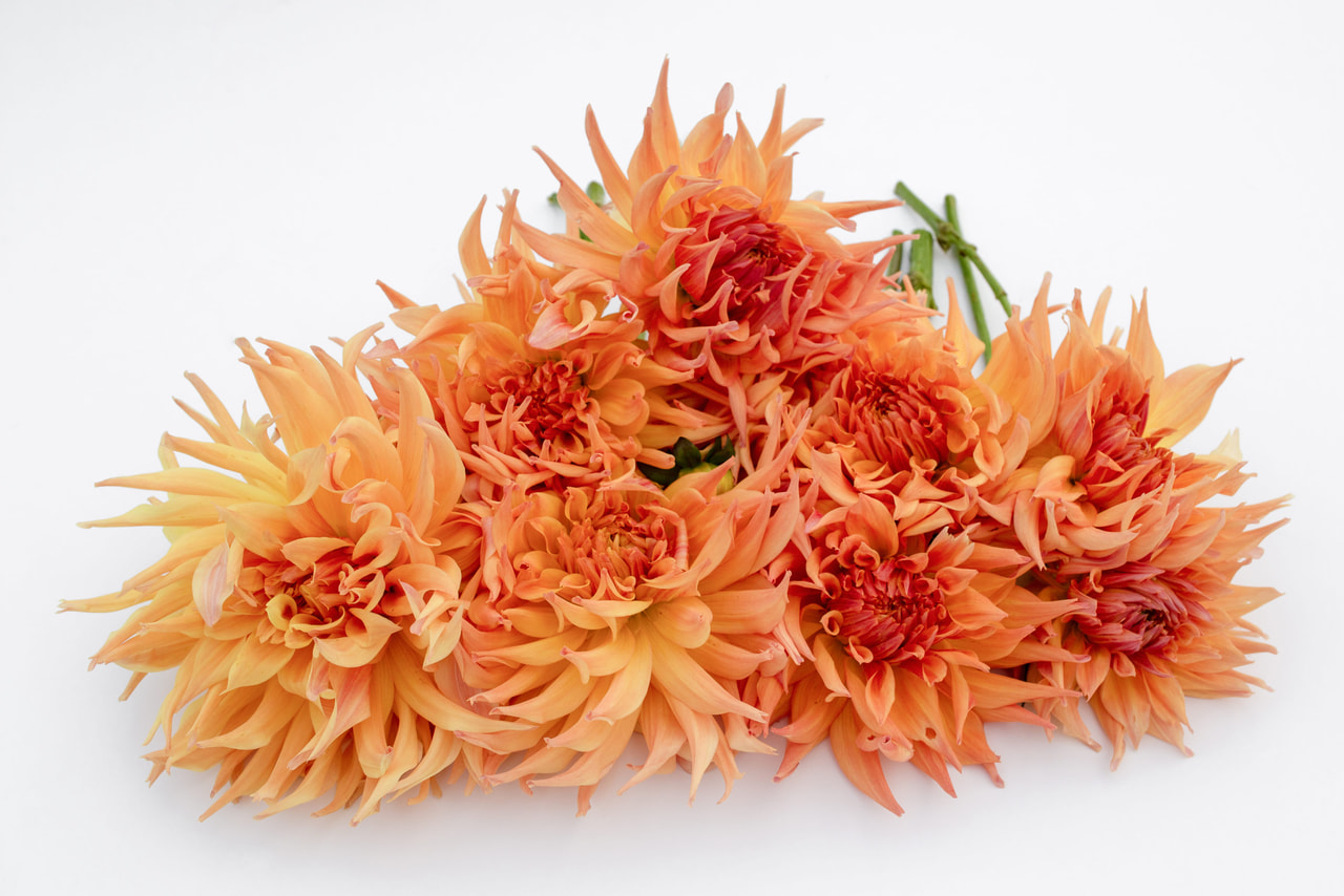 Daalia Penhill Autumn shade, Loukykvět