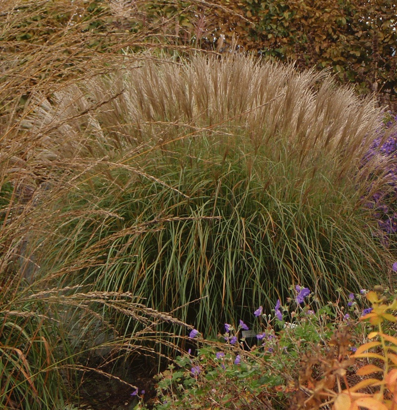 Miscanthus Yakushima Dwarf, Loukykvět