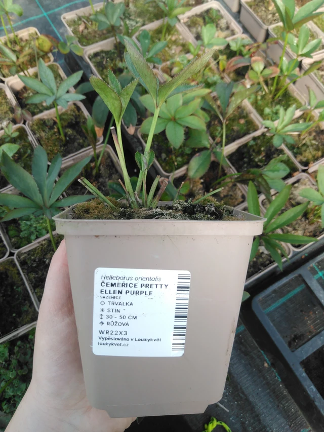 Jouluruusu Pretty Ellen Purple - 3. 4. 2025