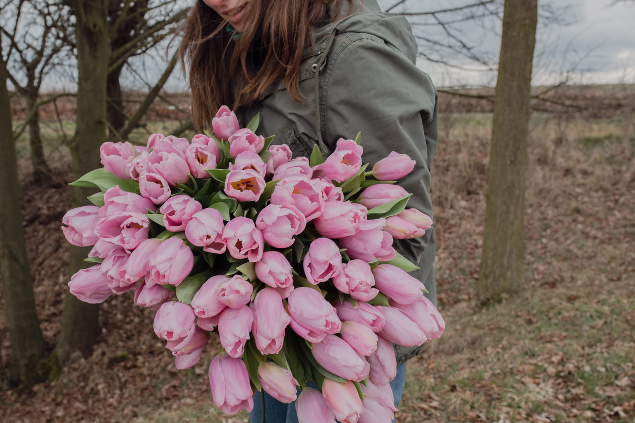 Tulppaani Signum, Loukykvět