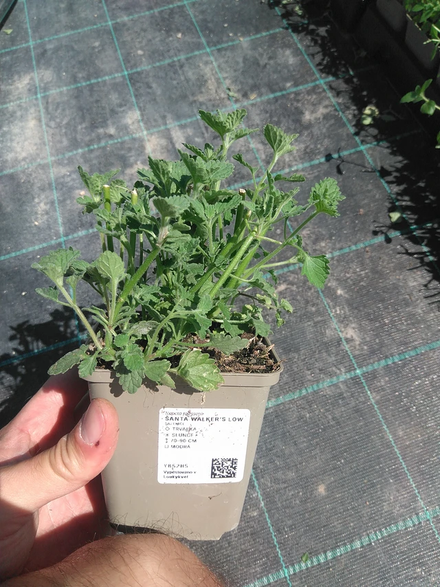 Kissanminttu Walker’s Low - 24. 6. 2025