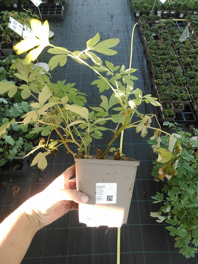 Särkynytsydän - 19. 8. 2025