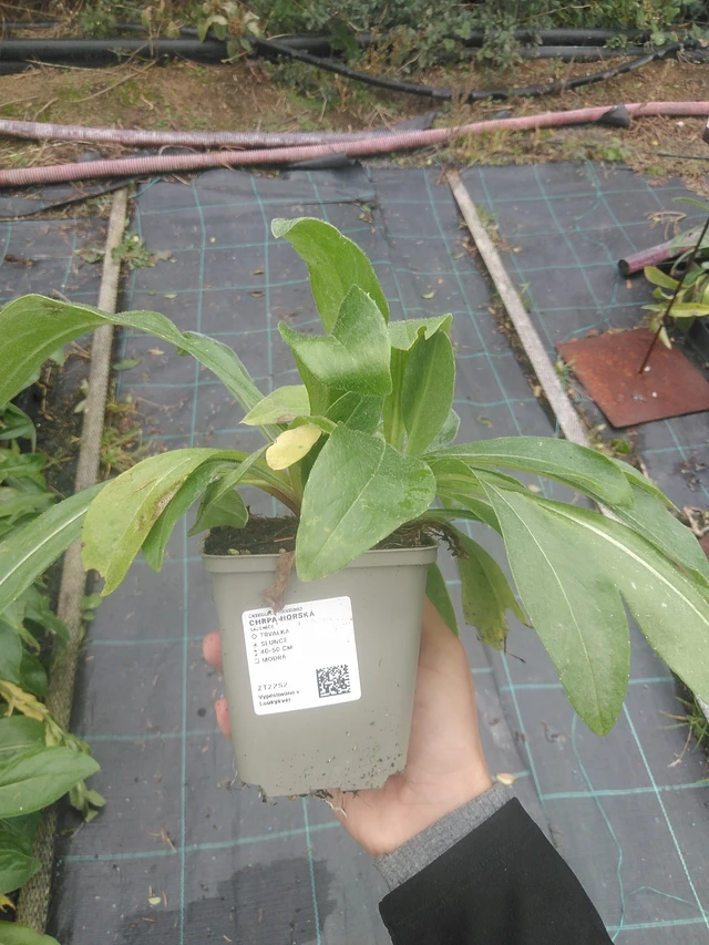 Vuorikaunokki - 10. 10. 2025