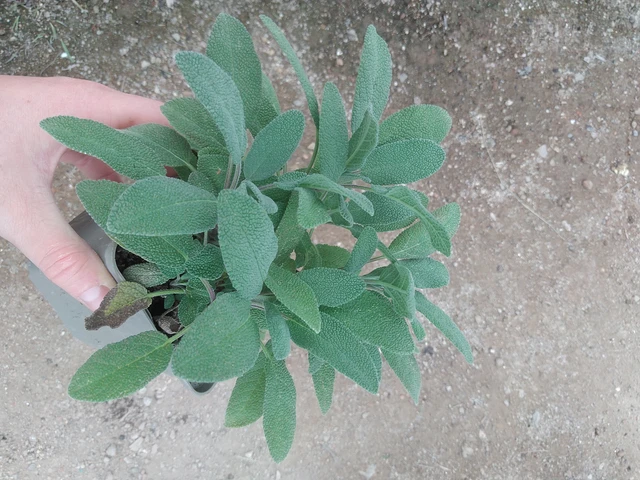 Šalvěj lékařská Grower's Friend - 17. 7. 2025