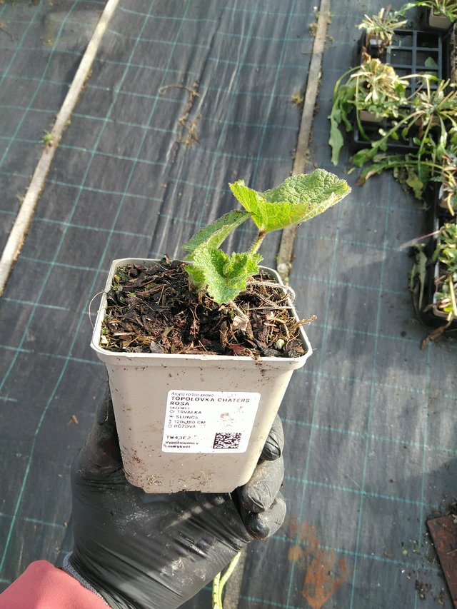 Salkoruusu Chaters Rosa - 31. 10. 2025