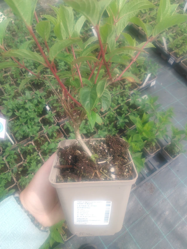 Syyshortensia Pink Diamond - 2024