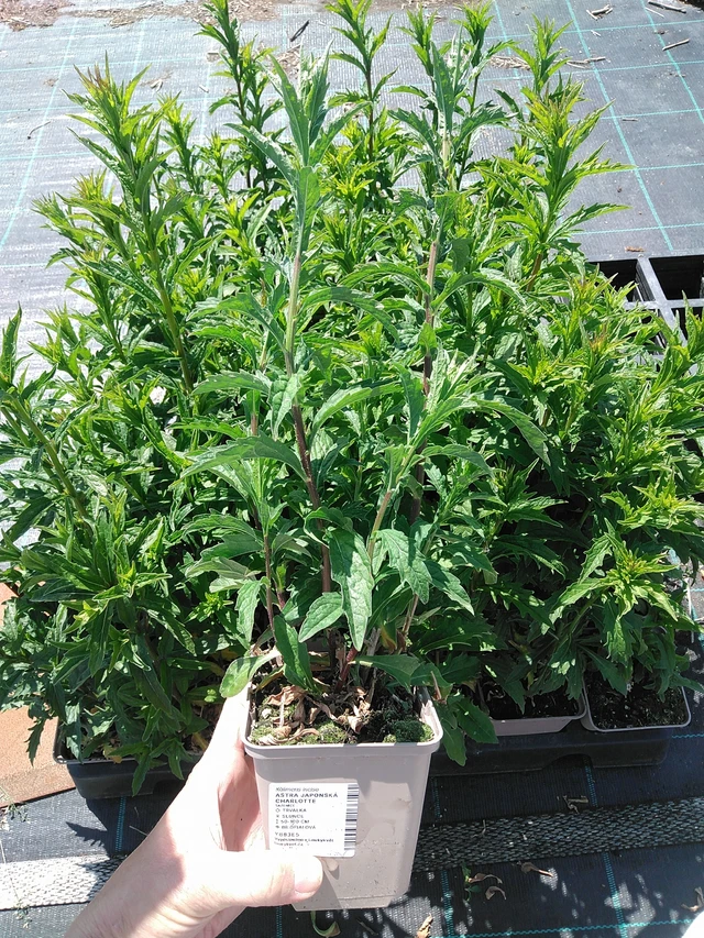 Aster japonés Charlotte - 13. 5. 2025