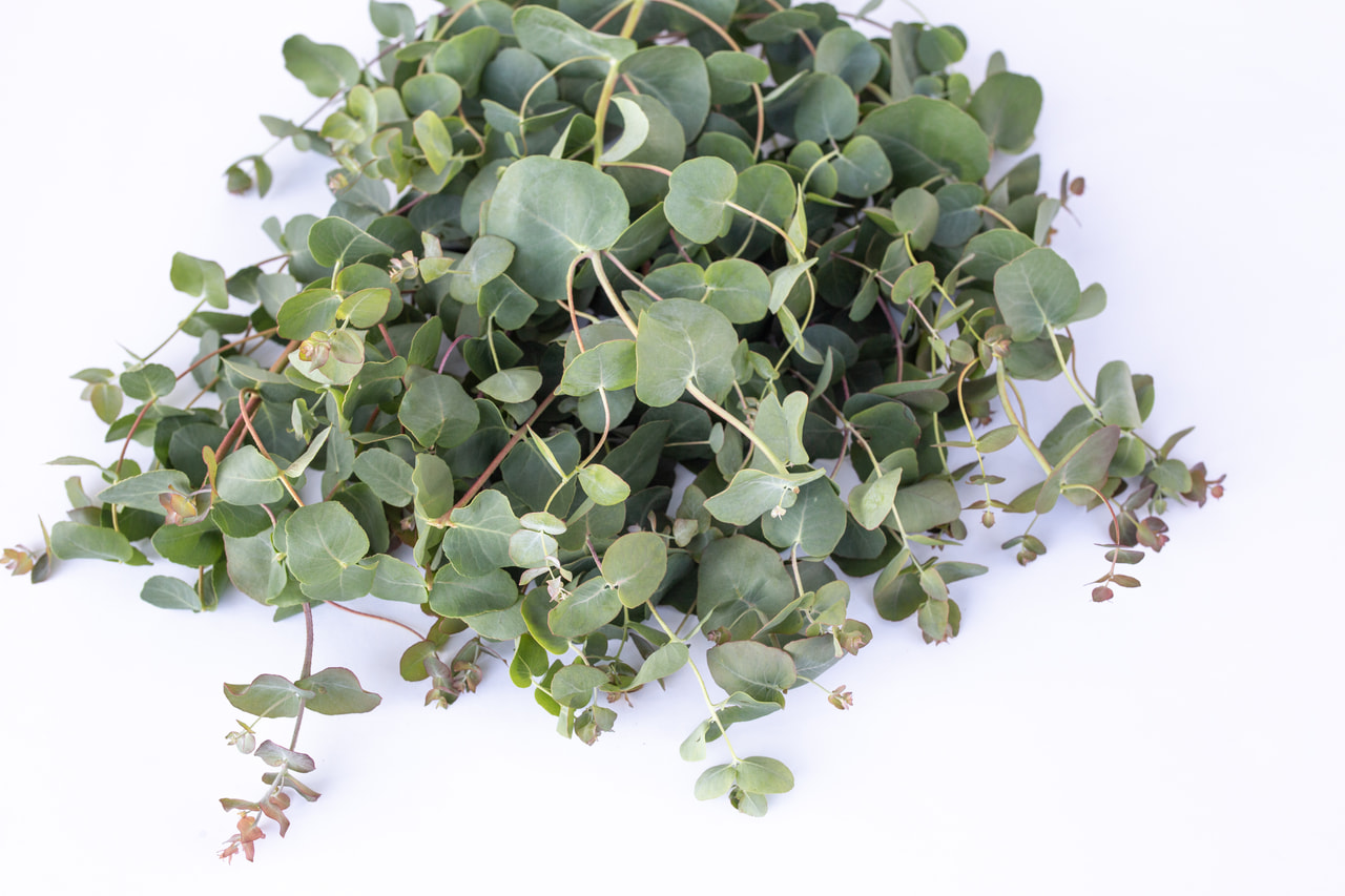 Eucalyptus Small Leaved Gum, Loukykvět