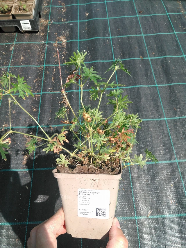 Verikurjenpolvi Elsbeth - 24. 6. 2025