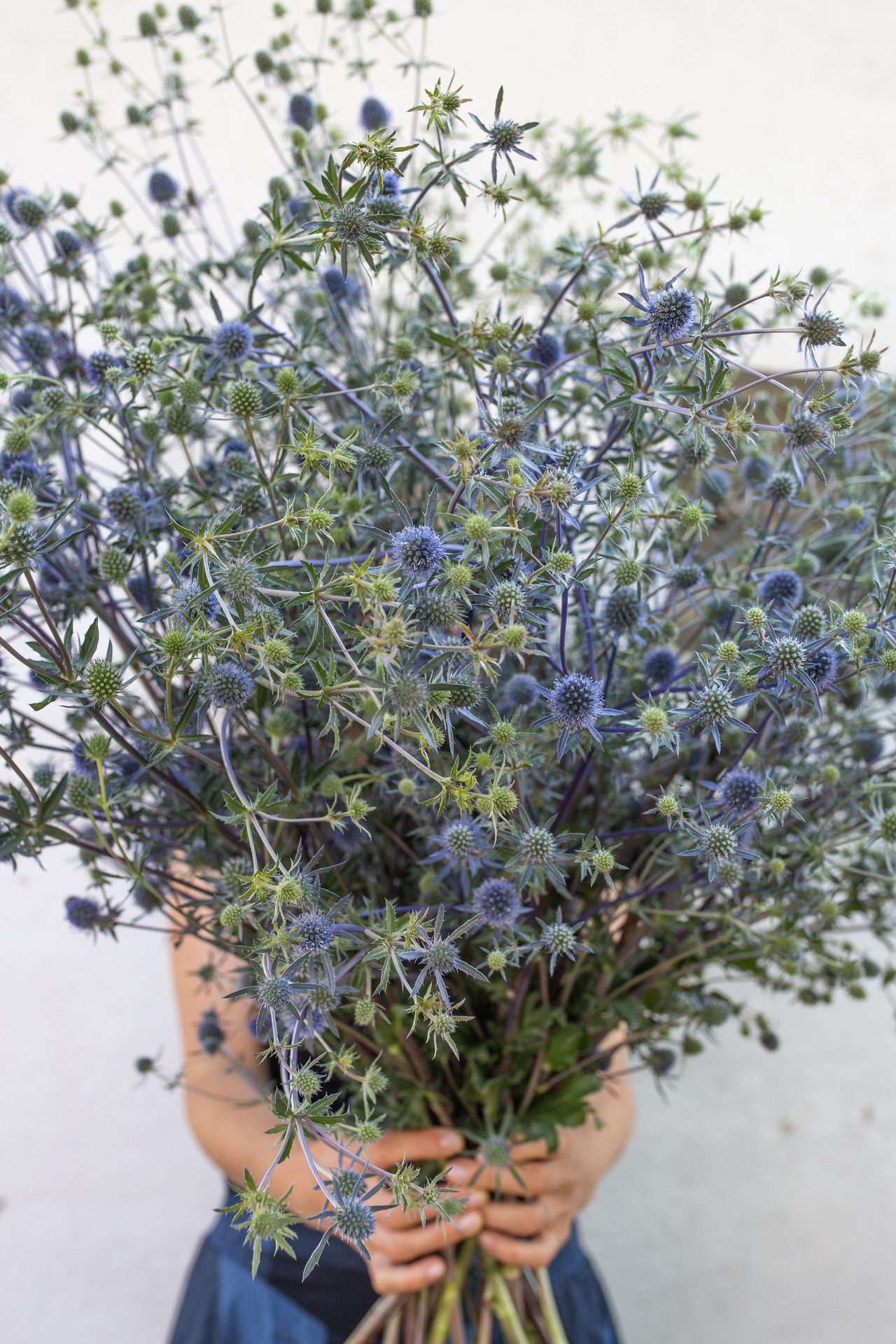 Platte kruisdistel, Loukykvět