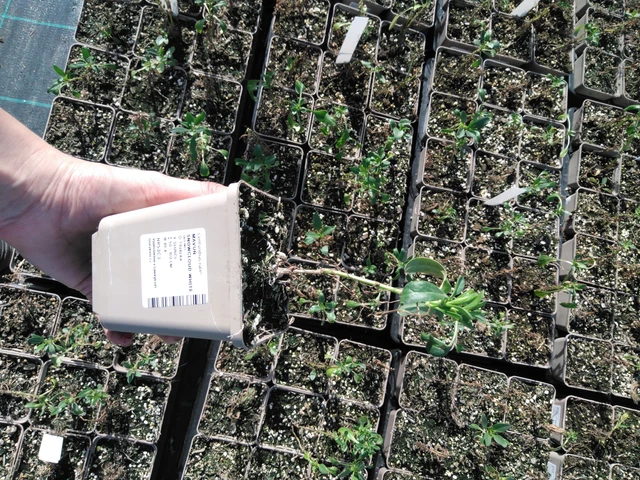 Komeapunikki Snowcloud White - 2024