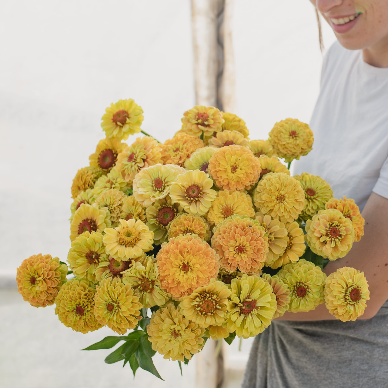 Tsinnia Queen Lemon Peach, Loukykvět