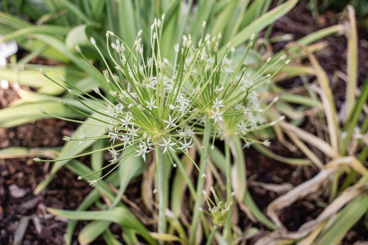 Allium schubertii Arctic Snow, Loukykvět