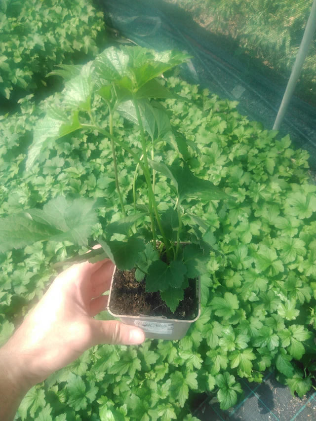 Hopeasyysvuokko Septemberglanz - 2024