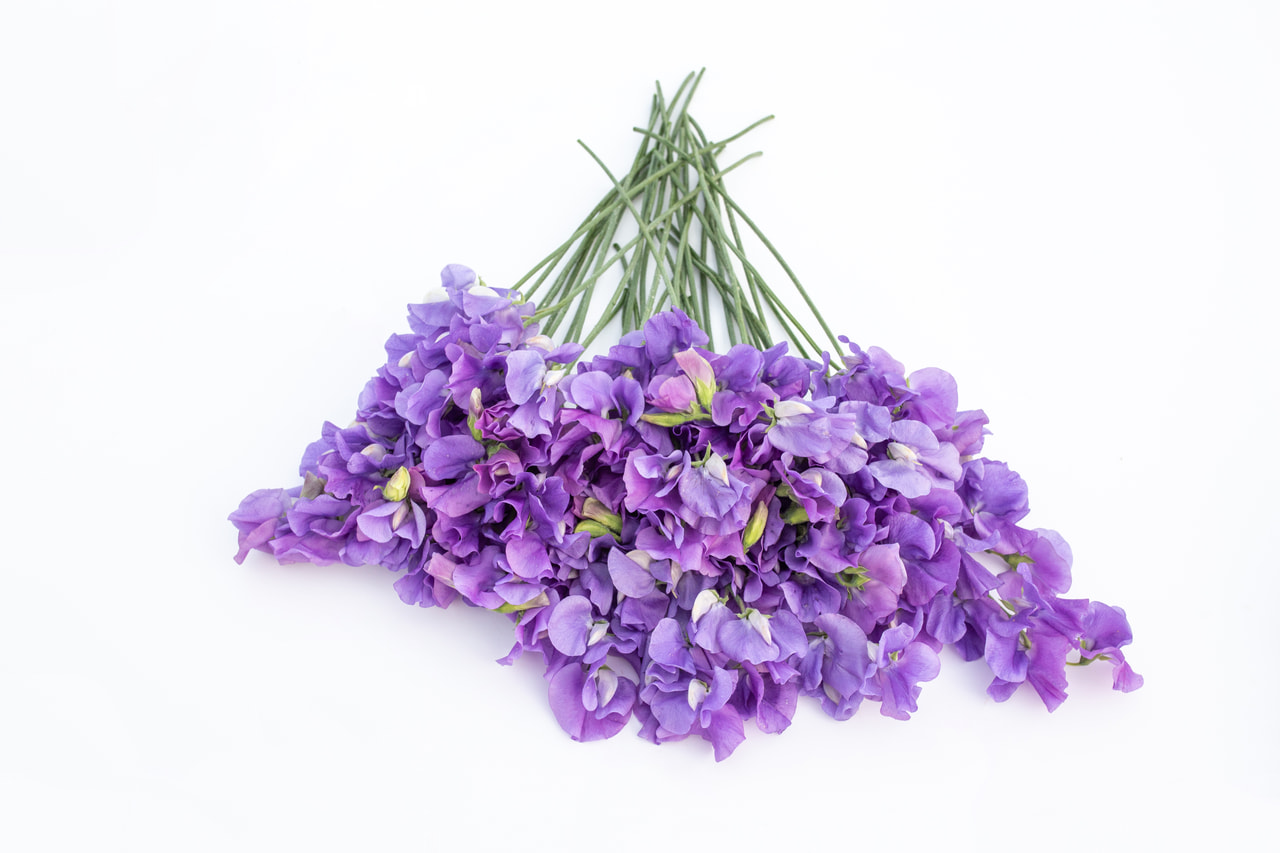 Lathyrus Winter Sunshine Mid Blue, Loukykvět