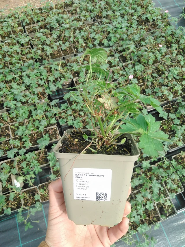 Kurjenpolvi Wargrave Pink - 9. 6. 2025