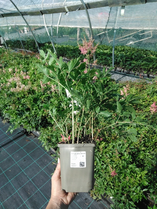 Astilbe Anita Pfeifer - 13. 7. 2026