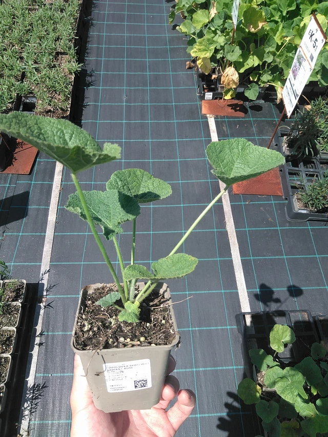 Salkoruusu Spotlight Radiant Rose - 24. 6. 2025