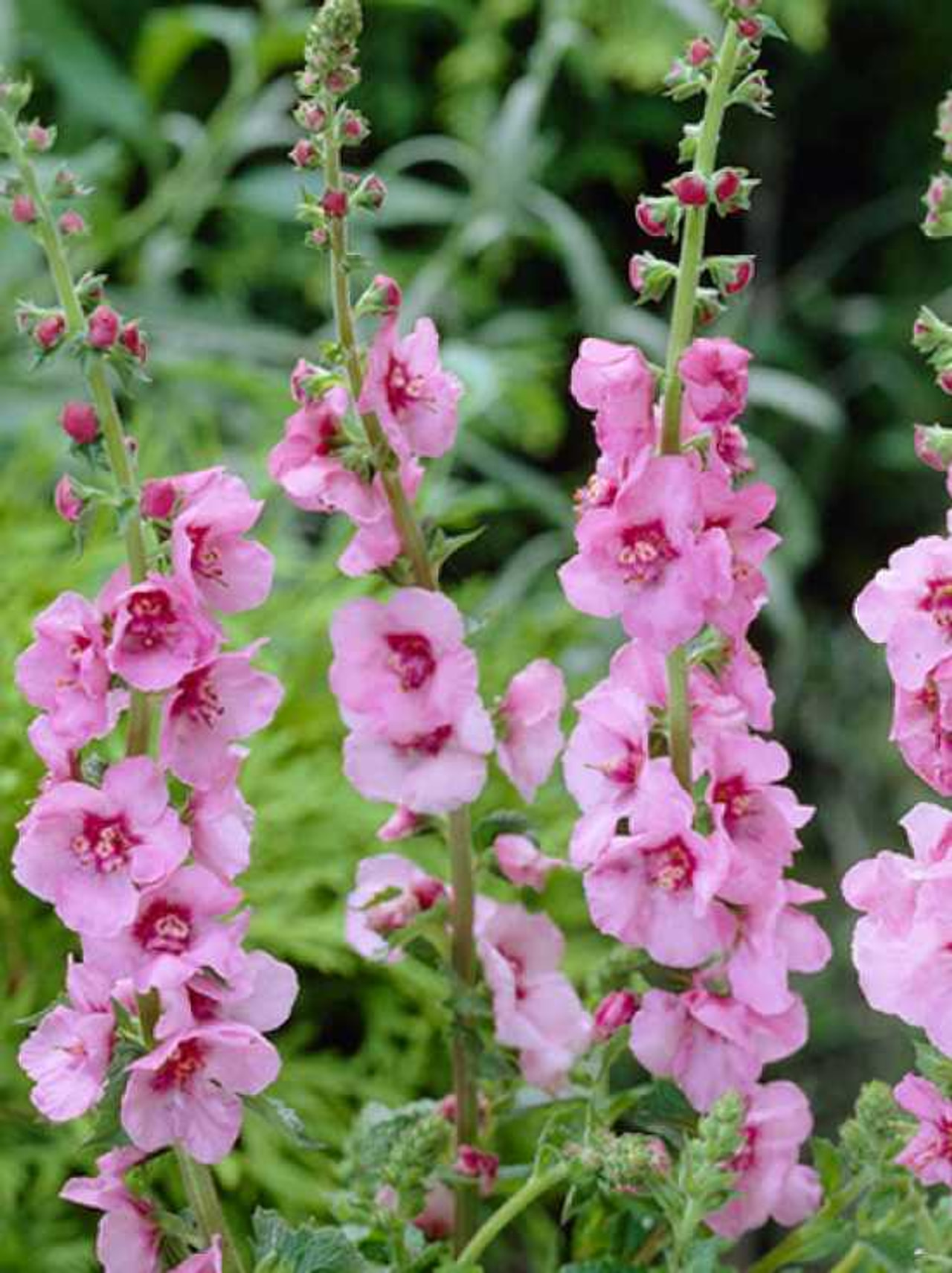 Mullein Pink Domino, Loukykvět