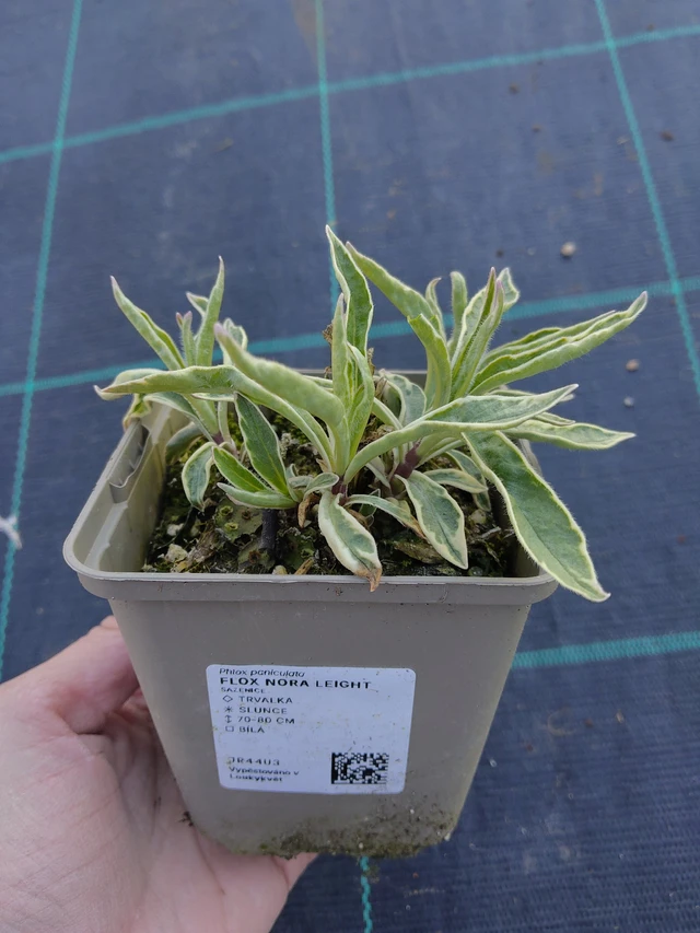 Syysleimu Nora Leight - 27. 3. 2026