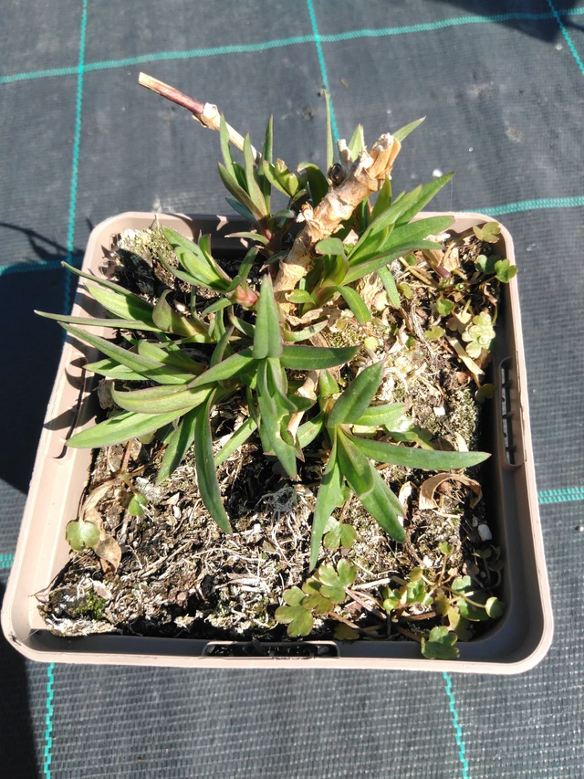 Morsiusharso Perfecta - 3. 4. 2025