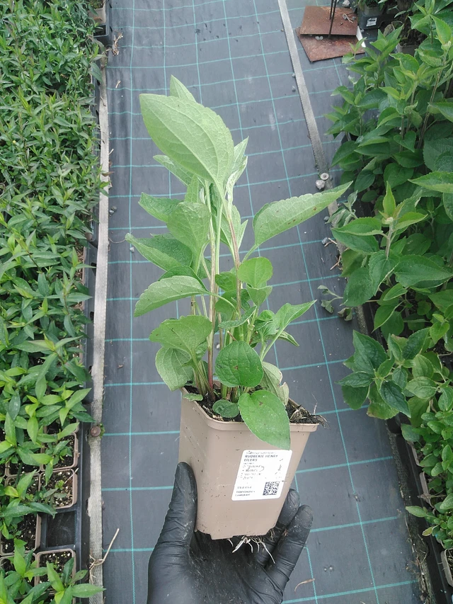 Päivänhattu Henry Eilers - 4. 8. 2025