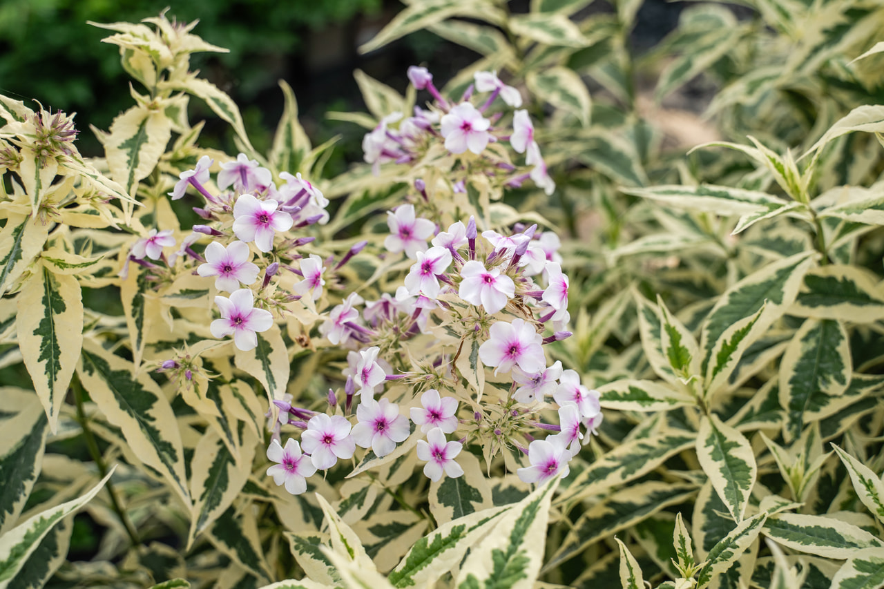 Syysleimu Nora Leight, Loukykvět