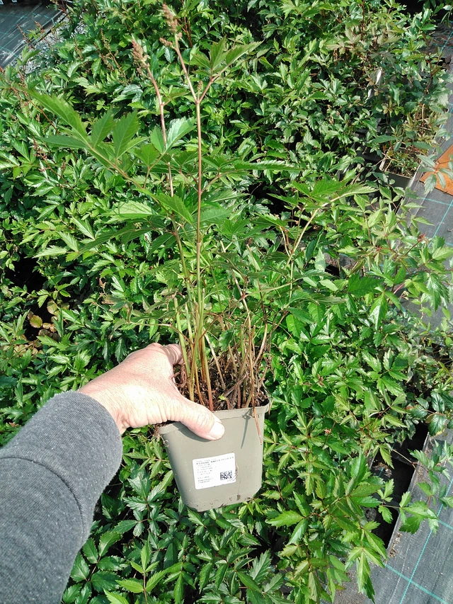 Jaloangervo Anita Pfeifer - 9. 6. 2025