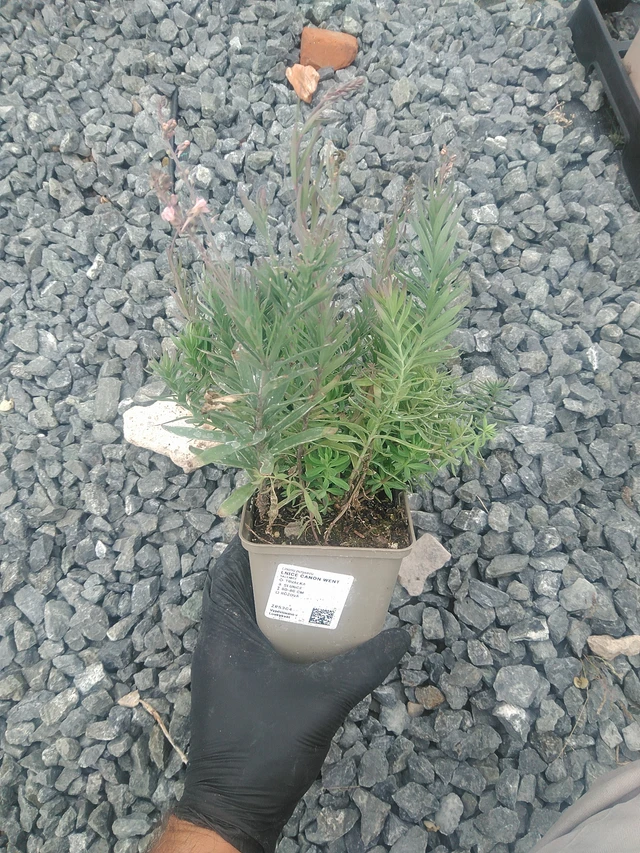 Purppurakannusruoho Canon Went - 10. 9. 2025