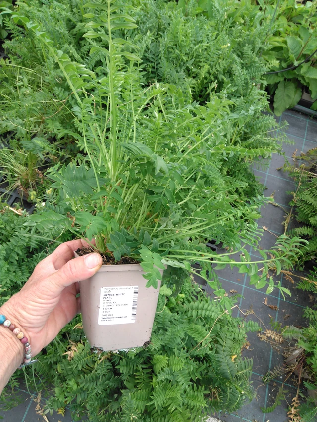 Sinilatva White Pearl - 2024