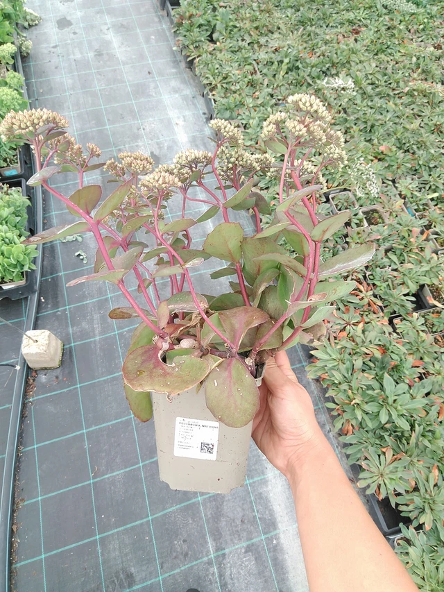 Sedum Matrona - 10. 9. 2025