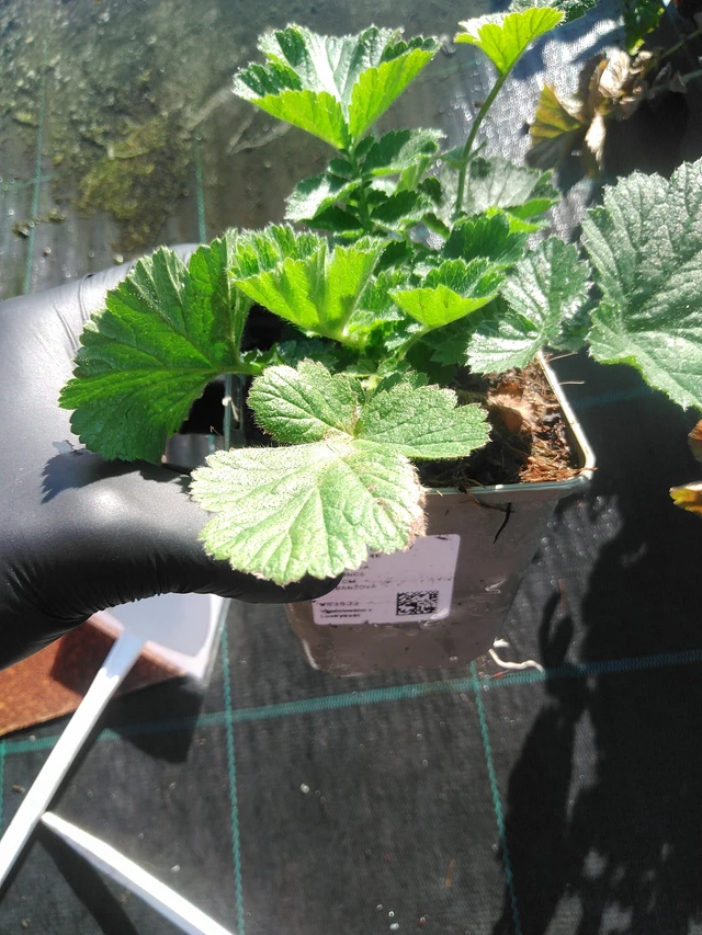 Kellukka Totally Tangerine - 1. 9. 2025