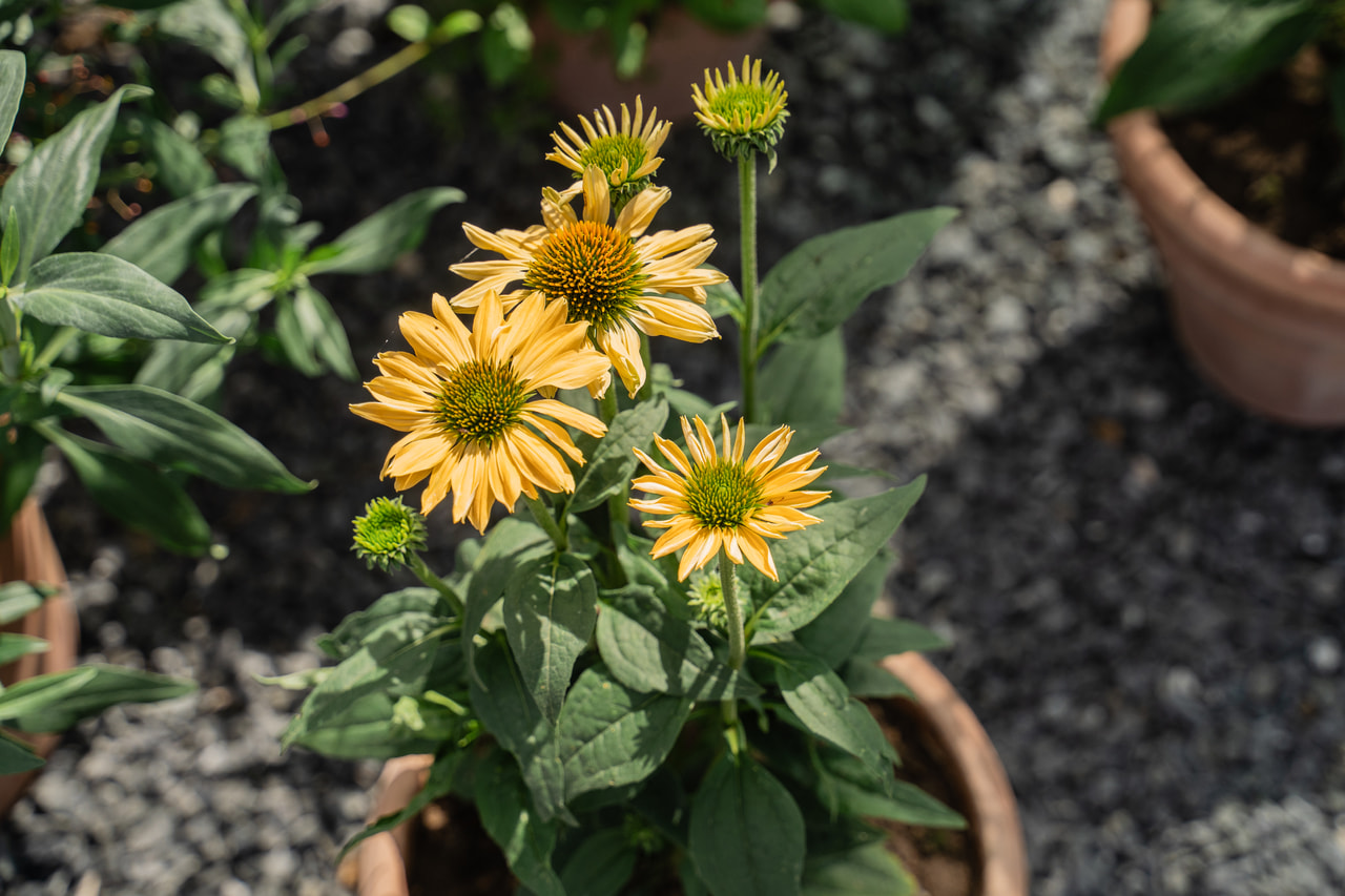 Punahattu Aloha, Loukykvět