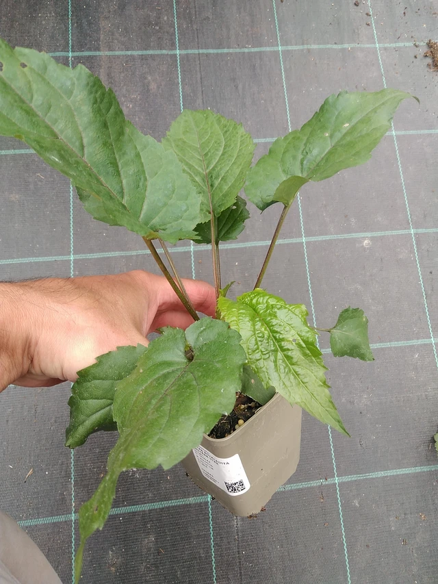 Valkoasteri Eastern Star - 7. 7. 2025