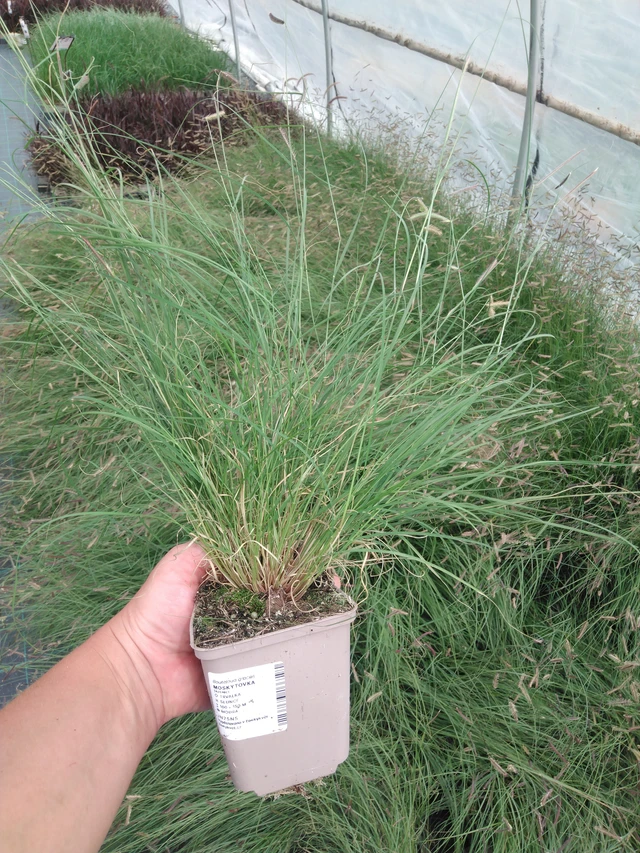 Moskiittoruoho - 2024