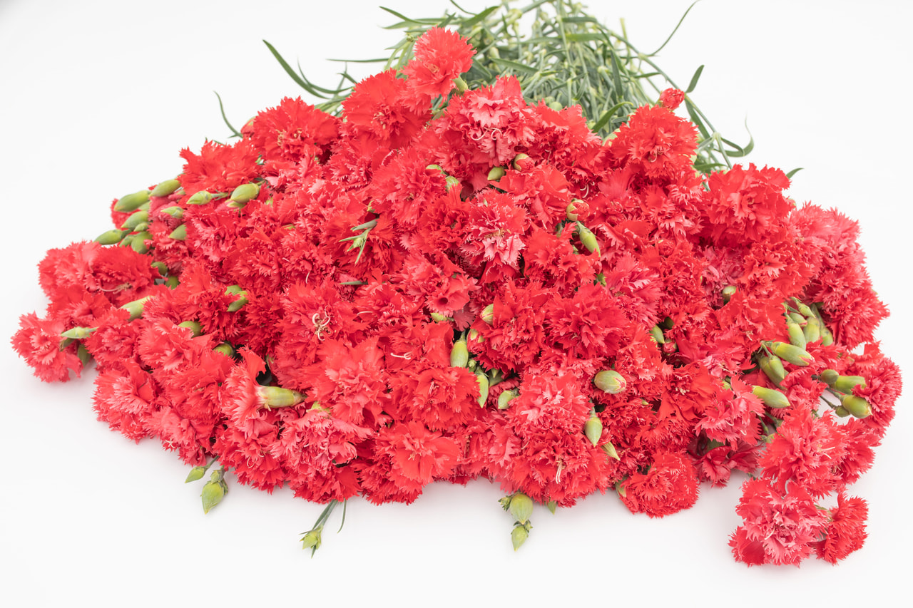 Nellike Chabaud Legion of Honour, Loukykvět