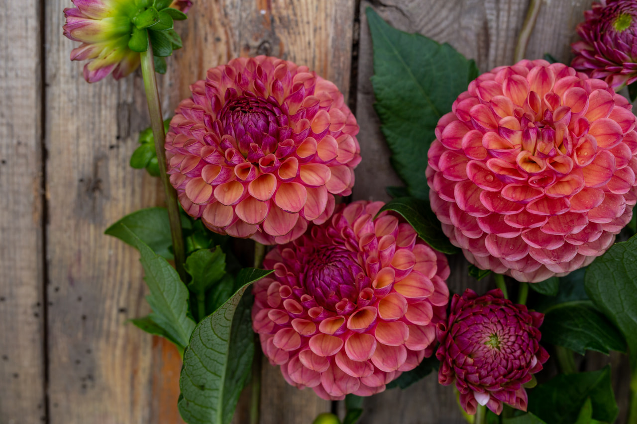 Dahlia Hapet Coppery, Loukykvět