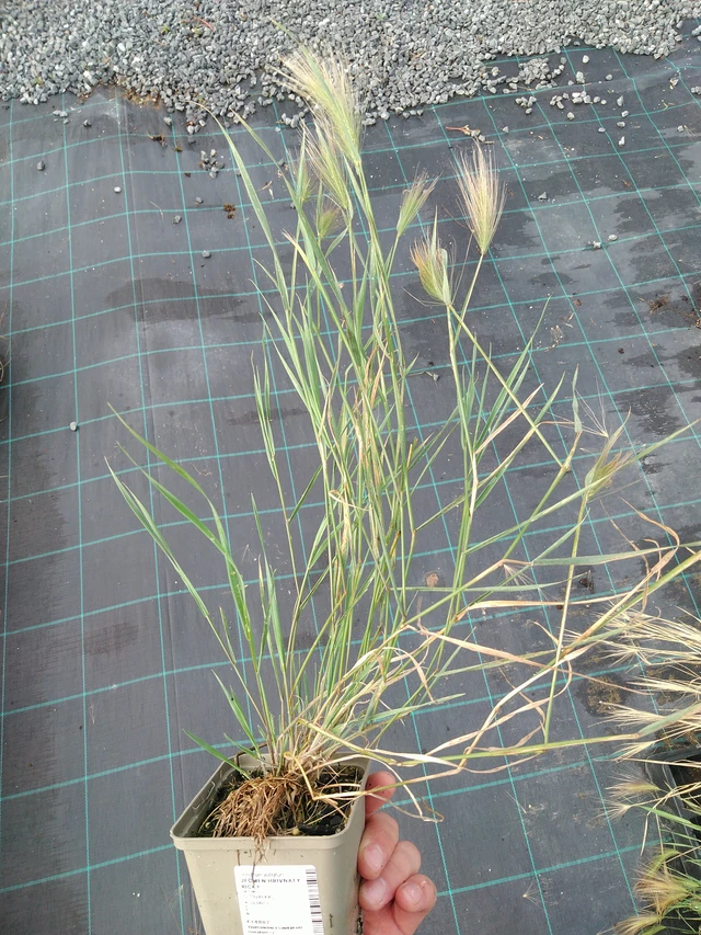 Partaohra Ricky - 28. 7. 2025