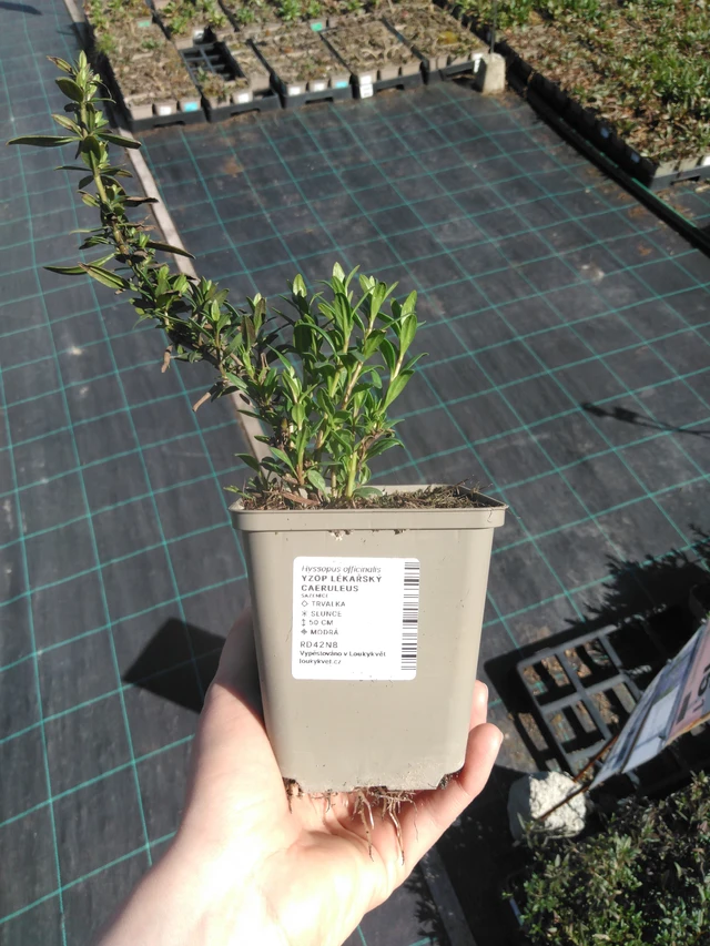 Hisopo Caeruleus - 3. 4. 2025