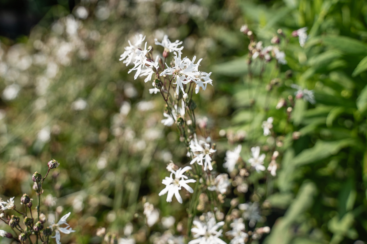 Flor de cuclillo White Robin, Loukykvět