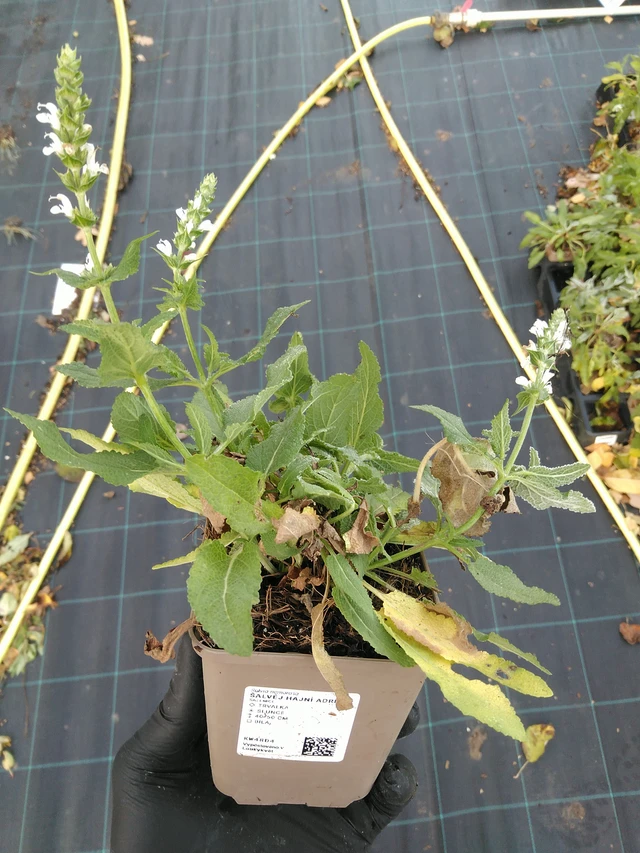 Salvia nemorosa Adrian - 31. 10. 2025