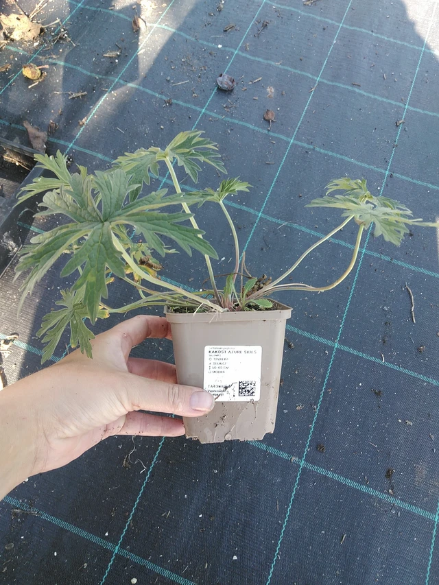 Kurjenpolvi Azure Skies - 19. 8. 2025