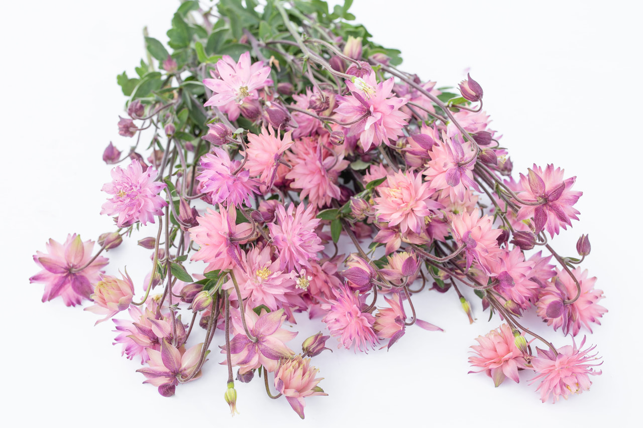 Hasekinkukka Rose Barlow, Loukykvět