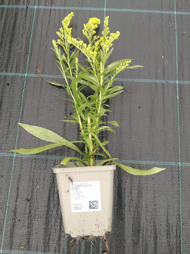 Vara de oro Solar Glory - 10. 9. 2025