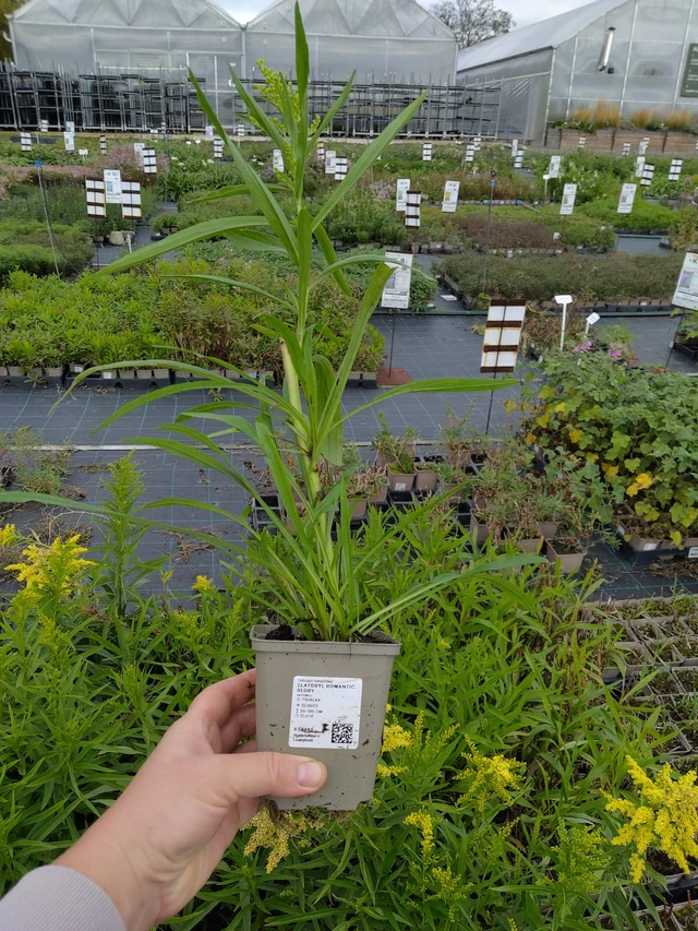 Piisku Romantic Glory - 9. 10. 2025