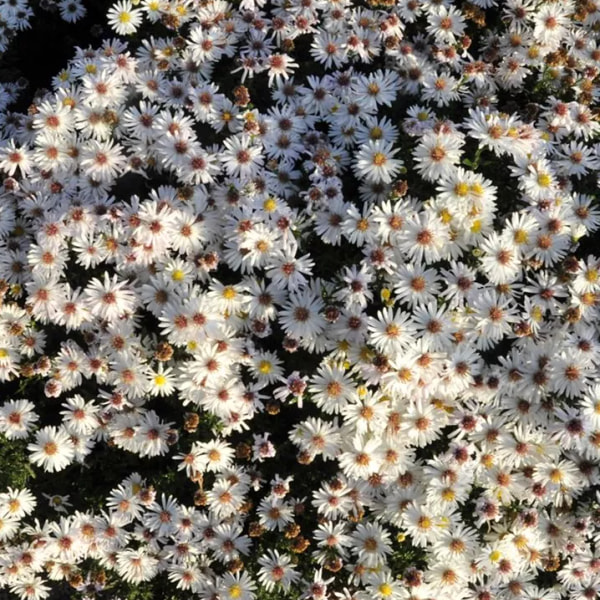 Aster Apollo, Loukykvět